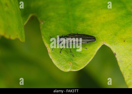 Juwel-Käfer, Buprestid, Prachtkäfer eine Eiche, Agrilus Spec. Stockfoto