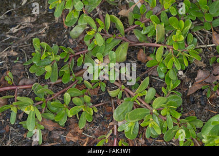 Gemeinsamen Portulak, Verdolaga, Fuchsschwanz, Bärenklau, Pursley, Portulak, Gemüse-Portulak, Sommerportulak, Portulaca Oleracea Stockfoto