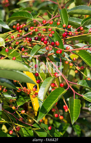 Portugal-Lorbeer, Obst, Früchte, Prunus Lusitanica, Iberische Lorbeer-ueberzeugt, Portugiesische Lorbeer-ueberzeugt, Lorbeerkirsche Stockfoto