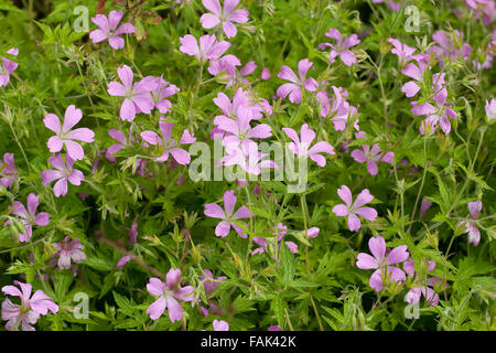 Französisch-Storchschnabel, französische des Krans-Bill, Pyrenäen-Storchschnabel, Basken-Storchschnabel, Rosa Storchschnabel, Geranium Endressii Stockfoto