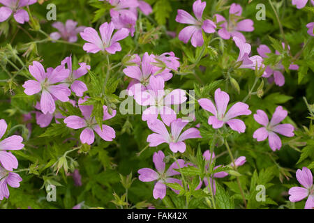 Französisch-Storchschnabel, französische des Krans-Bill, Pyrenäen-Storchschnabel, Basken-Storchschnabel, Rosa Storchschnabel, Geranium Endressii Stockfoto