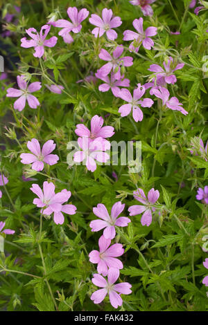 Französisch-Storchschnabel, französische des Krans-Bill, Pyrenäen-Storchschnabel, Basken-Storchschnabel, Rosa Storchschnabel, Geranium Endressii Stockfoto