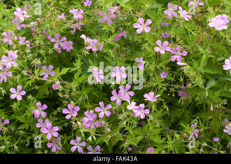 Französisch-Storchschnabel, französische des Krans-Bill, Pyrenäen-Storchschnabel, Basken-Storchschnabel, Rosa Storchschnabel, Geranium Endressii Stockfoto