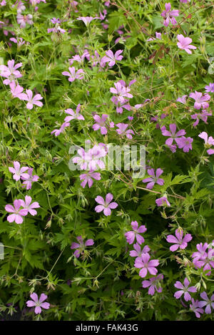 Französisch-Storchschnabel, französische des Krans-Bill, Pyrenäen-Storchschnabel, Basken-Storchschnabel, Rosa Storchschnabel, Geranium Endressii Stockfoto