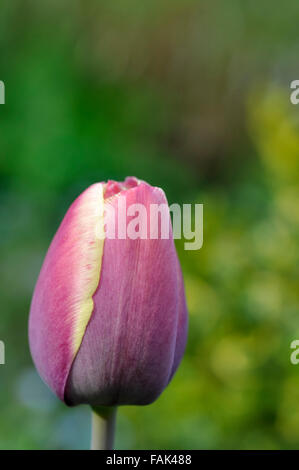 Einzelne weiche rosa Anzeige gelbe Tulpe in enger mit weichen grünen Hintergrund gesehen. Stockfoto