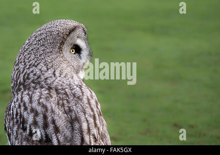 Weiblichen großen grau-Eule (Strix Nebulosa) Stockfoto