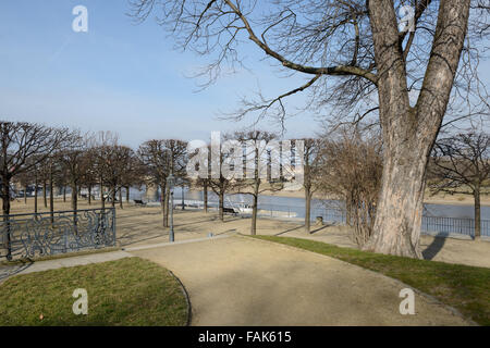 Winter mit Blick auf Brühls Garten gestutzten Bäumen entlang der Elbe in Richtung Augustusbrücke, Dresden, Sachsen, Deutschland. Stockfoto