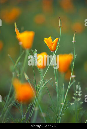 Orange Mohn Stockfoto