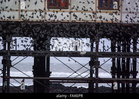 Aberystwyth, Großbritannien. 31. Dezember 2015. UK-Wetter: Ein Murmeration der Stare kommen zurück, um für die Nacht unter dem Pier in Aberystwyth ruhen. Bevor er sich tanzen um mit den Wellen. Menschen kommen von überall zu sehen. Bildnachweis: Trebuchet Fotografie/Alamy Live-Nachrichten Stockfoto