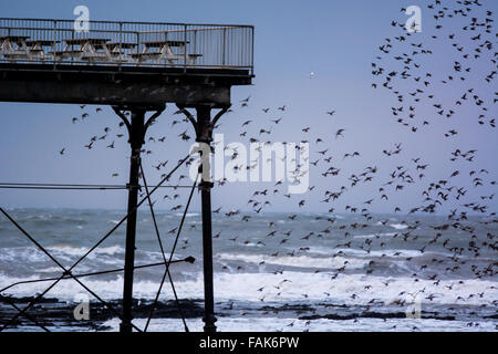 Aberystwyth, Großbritannien. 31. Dezember 2015. UK-Wetter: Ein Murmeration der Stare kommen zurück, um für die Nacht unter dem Pier in Aberystwyth ruhen. Bevor er sich tanzen um mit den Wellen. Menschen kommen von überall zu sehen. Bildnachweis: Trebuchet Fotografie/Alamy Live-Nachrichten Stockfoto