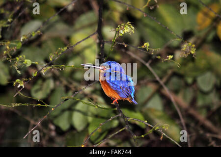 Blauer eared Eisvogel in Sabah Borneo Stockfoto