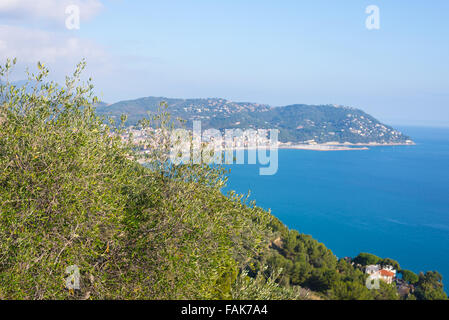 Selektiven Fokus auf Oliven Äste hoch oben an der touristischen Küste von Ligurien, Italien, im defokussierten Hintergrund. Bucht, vill Stockfoto