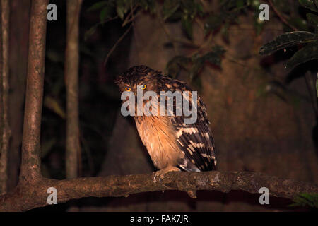 Buffy Fisch-Eule in Sabah Borneo Stockfoto