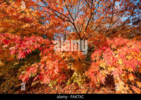 ACER PALMATUM ELEGANS Stockfoto