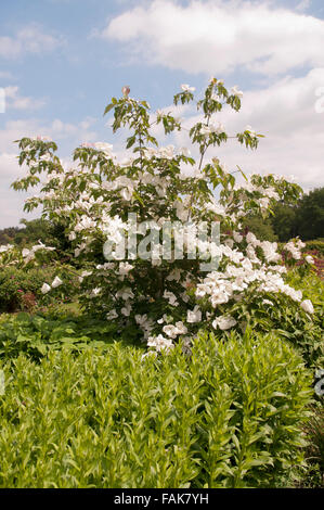 CORNUS VENUS Stockfoto