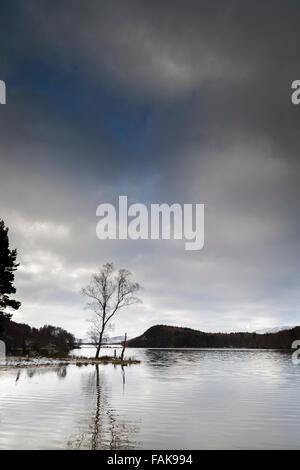 Birke am Loch Pityoulish im Cairngorms National Park von Schottland. Stockfoto