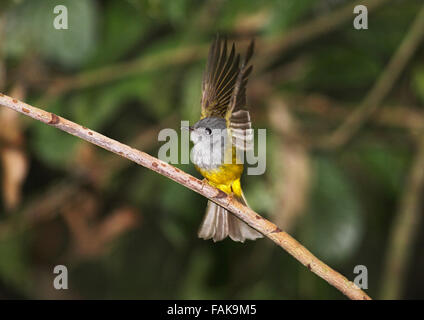 Grey leitete Kanarische Fliegenfänger im Regenwald von Borneo Stockfoto