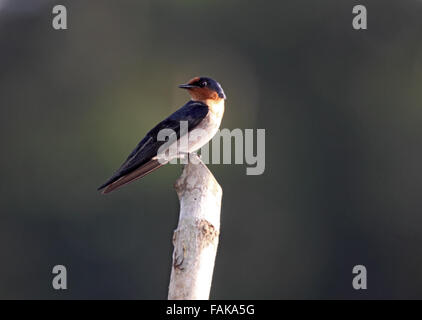 Haus oder Pacific Schwalbe thront auf Post in Sabah Borneo Stockfoto