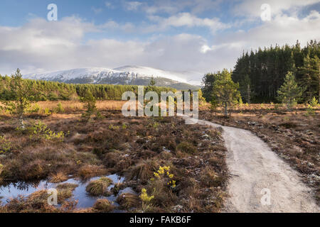 Moor-Landschaft am Uath man in Glen Feshie, Schottland. Stockfoto