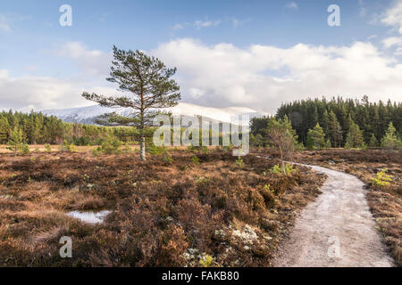 Moor-Landschaft am Uath man in Glen Feshie, Schottland. Stockfoto