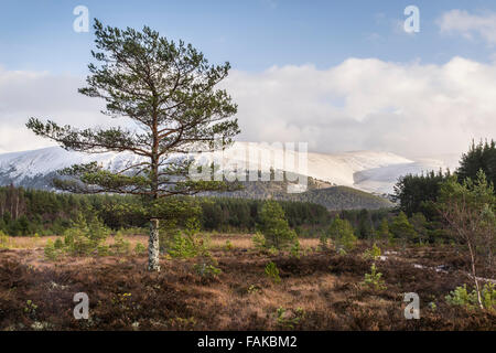 Moor-Landschaft am Uath man in Glen Feshie, Schottland. Stockfoto