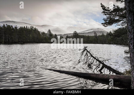 Uath man & Cairngorms im Glen Feshie in Schottland. Stockfoto