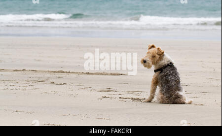 Ein Border Terrier Hund sitzt auf einem leeren Strand und neugierig über die Schulter in die Kamera. Stockfoto