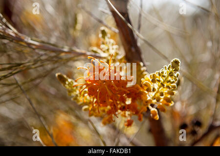 Grevillea Blume, Zentralaustralien Honig. Stockfoto