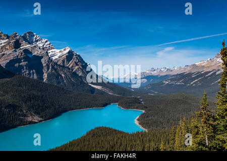 Vibrant Blue Peyto Lake vom Bogen Gipfel Banff Nationalpark, Alberta Kanada Stockfoto