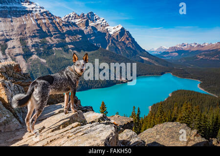 Puppy Hund Blick über Vibrant Blue Peyto Lake vom Bogen Gipfel Banff Nationalpark, Alberta Kanada Stockfoto