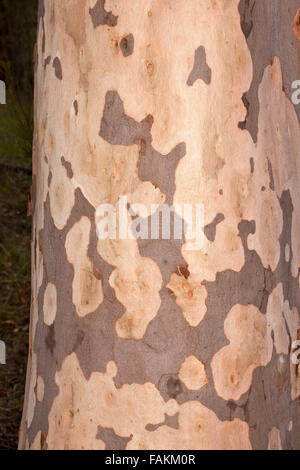 Kunstvoll gemusterte Rinde des Australian native Zitrone duftenden Gum Tree Corymbia Citriodora, Syn Eucalyptus Citriodora vergießen Rinde Stockfoto