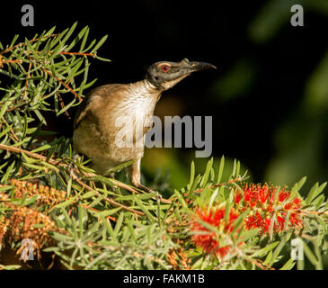 Laut Friarbird, Philemon Corniculatus, Honigfresser unter roten Blüten und Blätter der einheimischen Zylinderputzer /ottlebrush Baum im australischen Garten Stockfoto