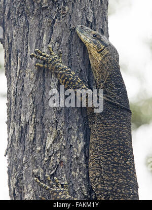 Nahaufnahme der Goanna Spitzen Monitor, Varanus Varius, große australische Eidechse klammerte sich auf Baumstamm mit riesigen Krallen, in freier Wildbahn Stockfoto