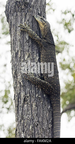 Goanna Spitzen-Monitor, Varanus Varius, große australische Eidechse klammerte sich auf Baumstamm mit riesigen Krallen, in freier Wildbahn Stockfoto