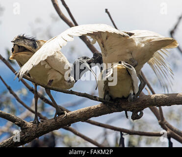 Weißer Ibis mit Flügel Outsretched Fütterung große Küken auf Ast des Baumes gegen blauen Himmel in Parklands der Stadt in Australien Stockfoto