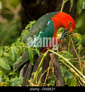 Spektakuläre lebhaft roten und grünen männlichen König Papagei Alisterus Scapularis Essen grüne Tomaten im Hausgarten in Australien Stockfoto