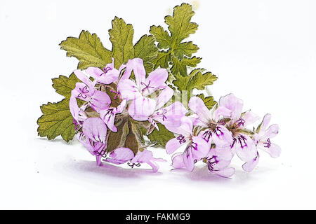 Pelargonium Graveolens 'Lady Plymouth' Blumen auf weißem Hintergrund Stockfoto