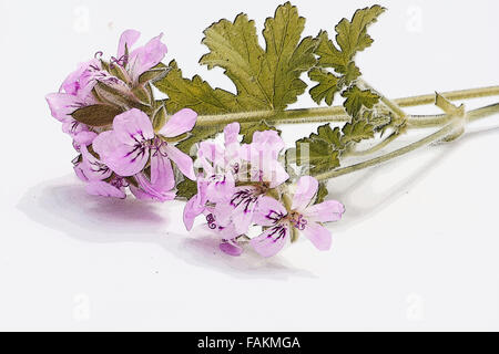 Pelargonium Graveolens 'Lady Plymouth' Blumen auf weißem Hintergrund Stockfoto