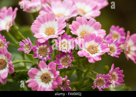 Aschenpflanze Pflanze in voller Blüte Stockfoto