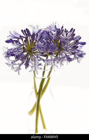 Agapanthus Africanus auf weißem Hintergrund Stockfoto
