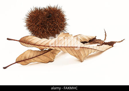 Getrocknete Kastanien (Castanea Sativa) Blätter und Früchte auf weißem Hintergrund Stockfoto