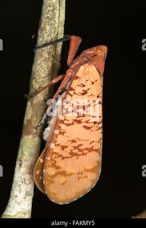 Aphaena Submaculata Laterne Bug im Nationalpark Khao Yai, Thailand. Stockfoto