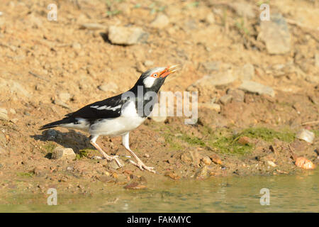 Der Trauerschnäpper Myna oder asiatischen Trauerschnäpper Starling (Gracupica Contra) ist eine Art von Starling in Südostasien gefunden Stockfoto