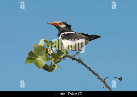 Asiatische Pied Starling, Sturnus Contra Zubereitung. Stockfoto