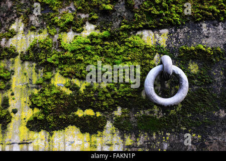 Stahldübel Ring auf Moos und Algen bedeckt Betonbunker Wand, Artillerie Hill, Fort Worden State Park, Port Townsend Stockfoto