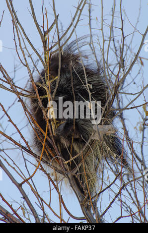 Urson, Erethizon Dorsatum), Essen, russische Olive Rinde.  Rio Grande Bosque in Albuquerque, New Mexico, USA. Stockfoto