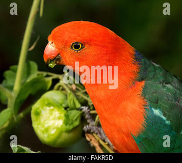 Spektakuläre lebhaft roten und grünen männlichen König Papagei Alisterus Scapularis Essen grüne Tomate vor einem dunklen Hintergrund - im Hausgarten in Australien Stockfoto