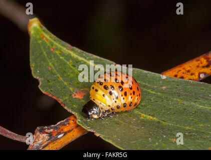 Orange und schwarz gefleckten Larve des australischen Akazien Leaf Beetle Dicranosterna Picea auf grüner Baum Blatt vor einem dunklen Hintergrund Stockfoto