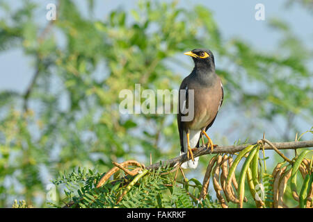 Die gemeinsame Myna (Acridotheres Tristis), buchstabiert manchmal Mynah. Stockfoto