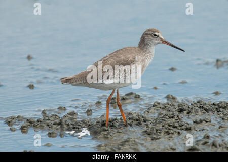 Die gemeinsame Rotschenkel oder einfach Rotschenkel (Tringa Totanus) ist eine eurasische Wader in der großen Familie Scolopacidae. Stockfoto